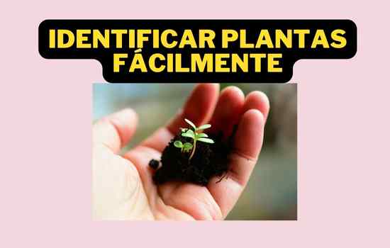 Identificar plantas fácilmente